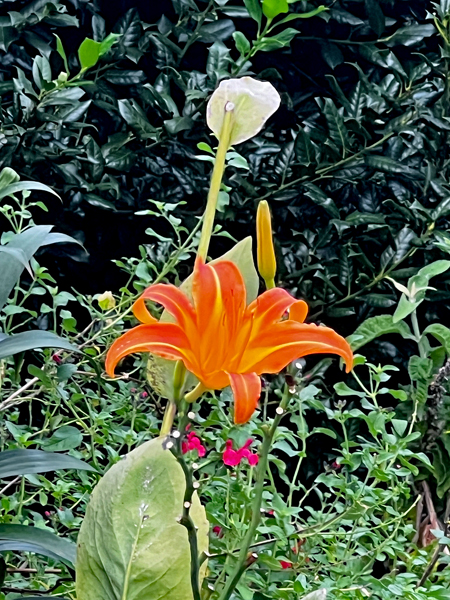 flower at at JC Raulston Arboretum