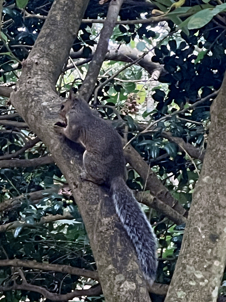 squirrel in a tree