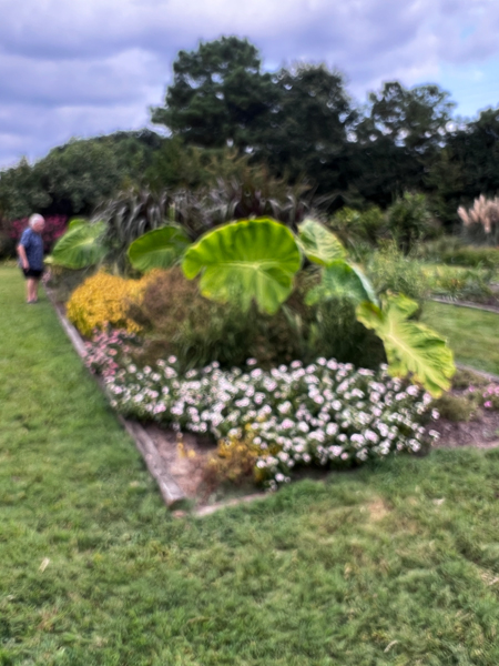 Lee Duquette at at JC Raulston Arboretum