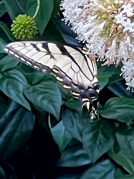 butterfly and flower