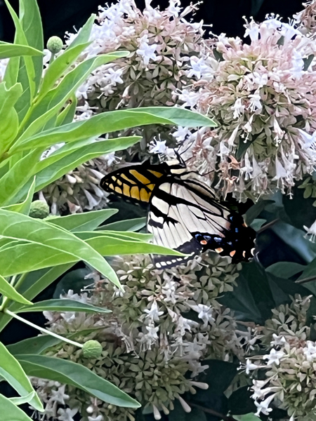 butterfly and flowers