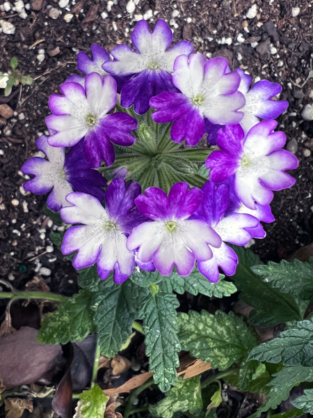 flower in Ho-Ho-Kus NJ