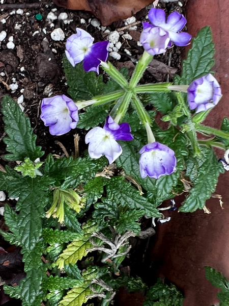 flower in Ho-Ho-Kus NJ