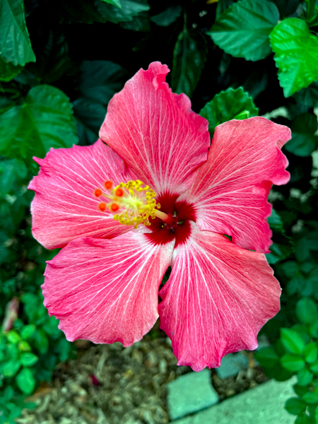 flower in Ho-Ho-Kus NJ