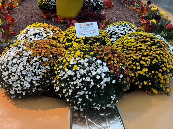 flowers