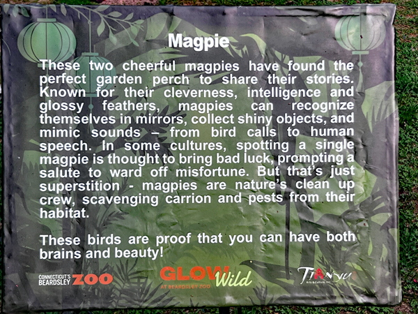 Magpie sign