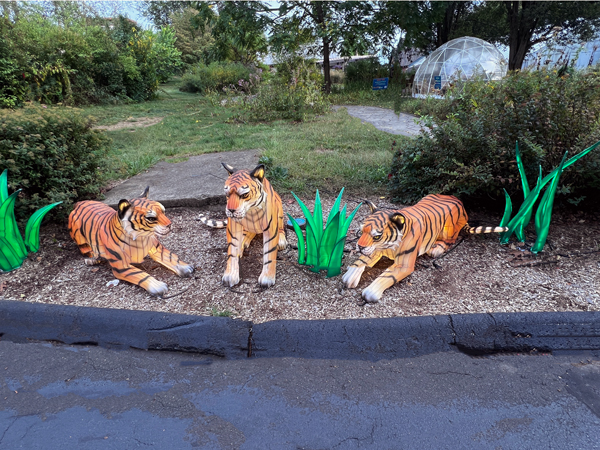 three tigers cubs