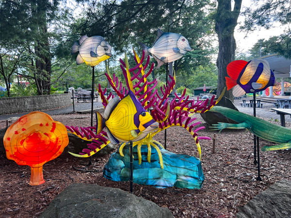 colorful fish, and more