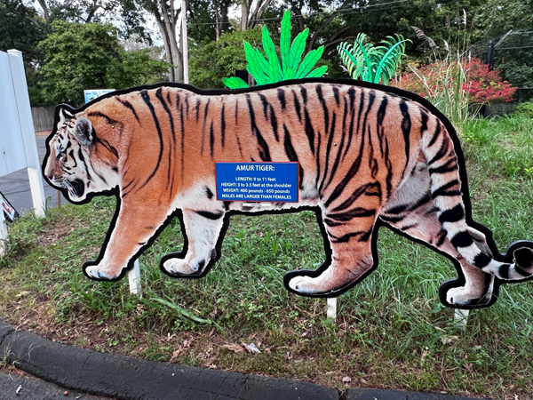 Amur Tiger information
