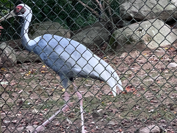 The White-Naped Crane