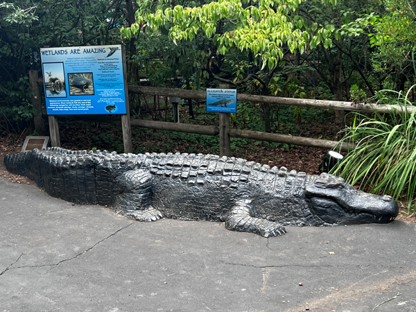 big alligator sneaking up on Karen Duquette