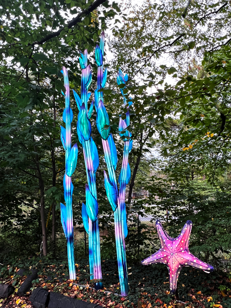 Seeweed Pathwy and starfish