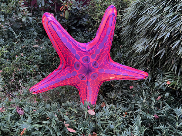 darkpink starfish