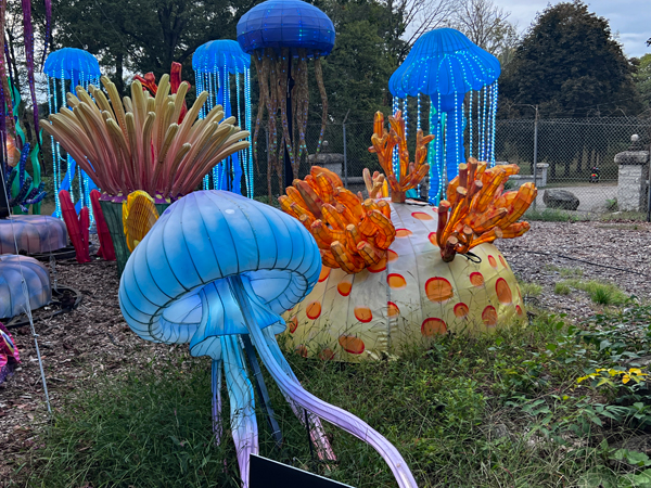 Coral and Jellyfish