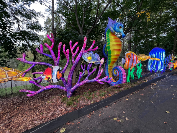 sea horse, fish and coral