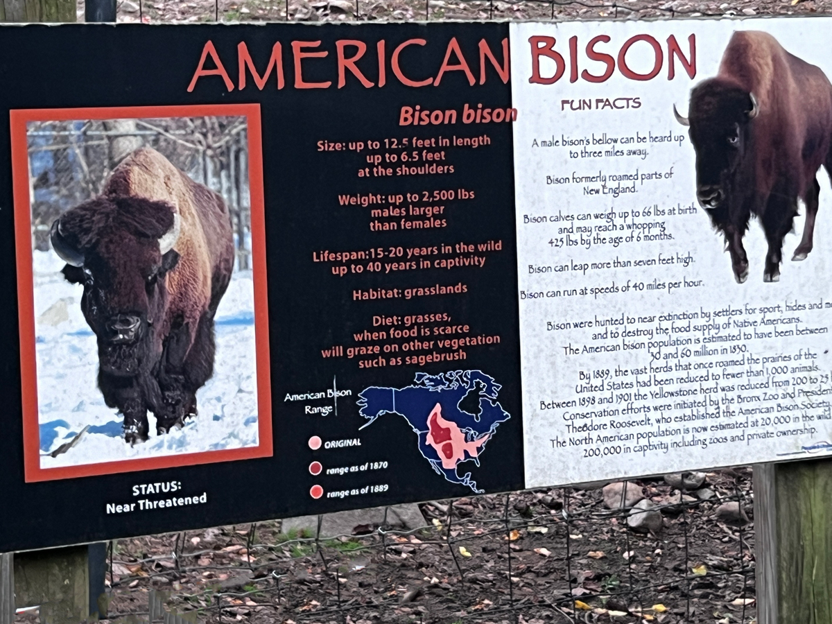 Americann Bison facts