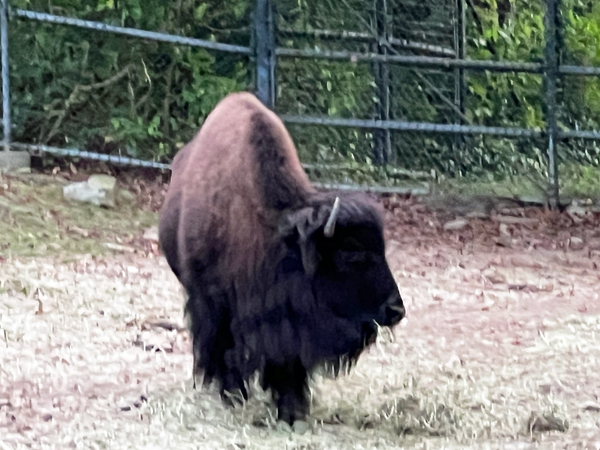 American Bison
