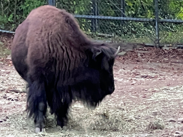 American Bison