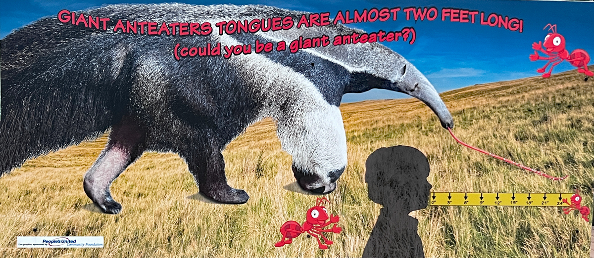 Giant Anteater information