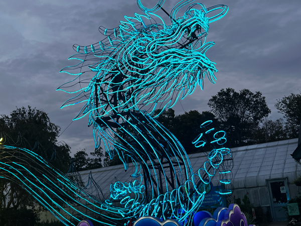 Light Sculpture Dragon at night time