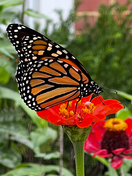 flower and butterfly