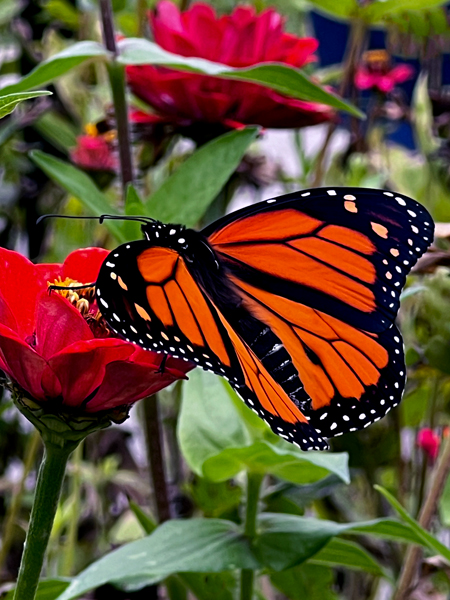 flower and butterfly
