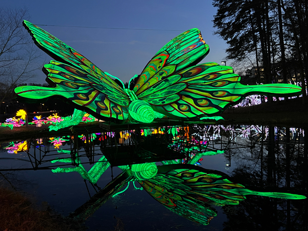 Big Butterfly with reflection in wate