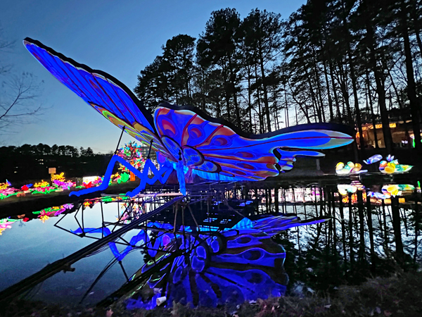 Big Butterfly with reflection in wate