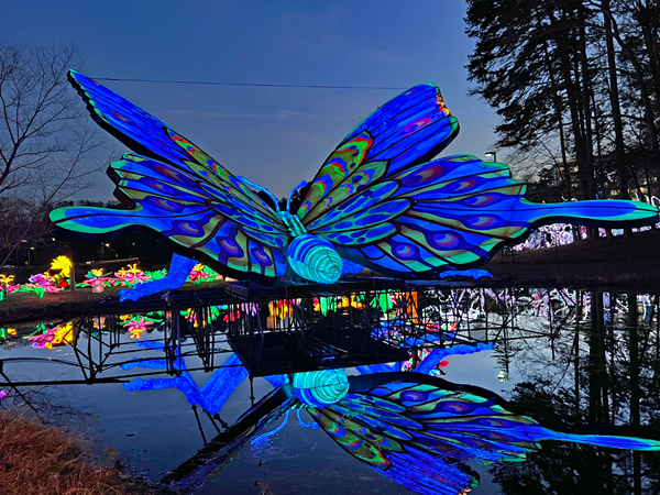 Big Butterfly with reflection in wate