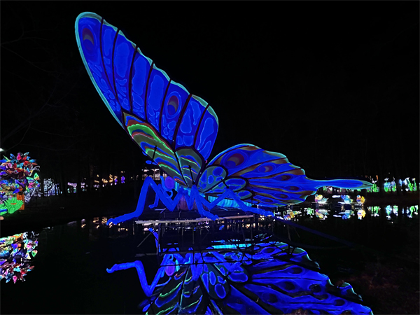 Big Butterfly with reflection in wate