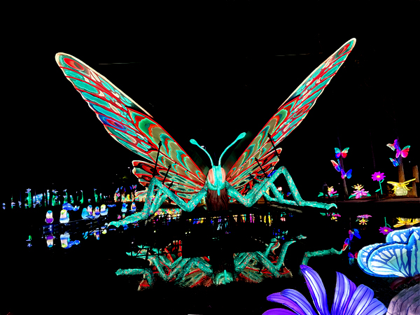 Big Butterfly with reflection in wate