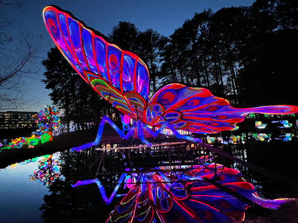 Big Butterfly with reflection in wate