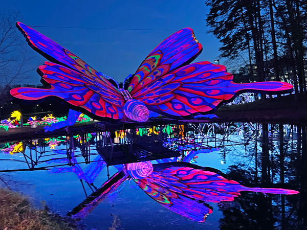 Big Butterfly with reflection in wate