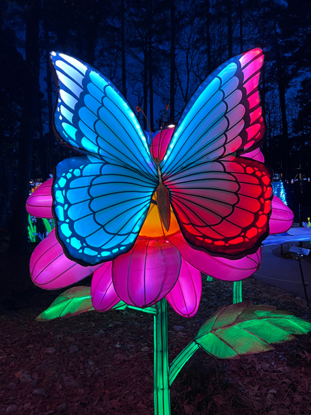 Butterfly on a flower