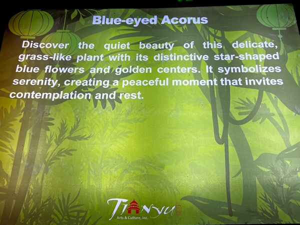 Biue-eyed Acorus sign