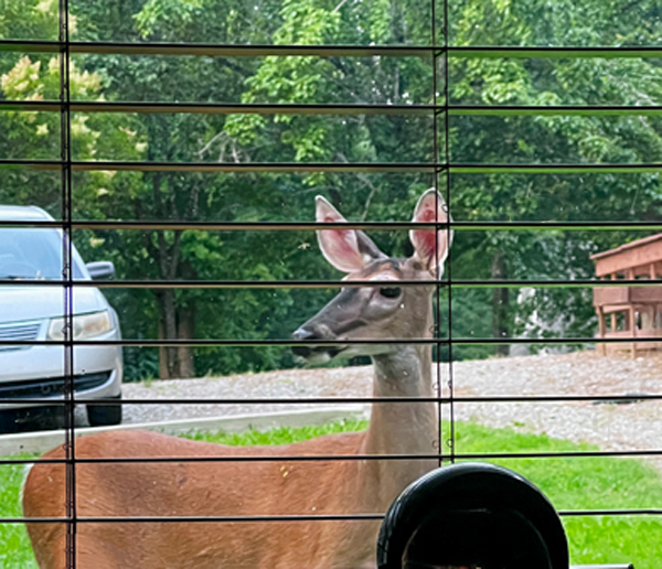 deer in 2025