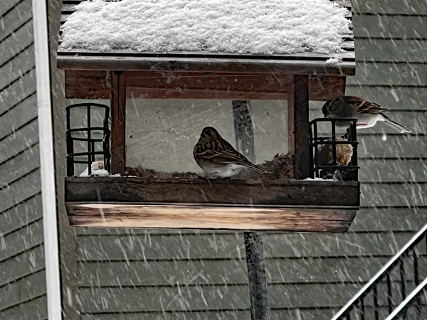 bird on the snow-covered birdhouse
