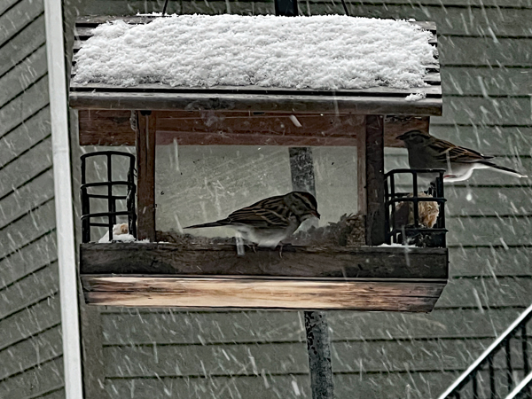 bird on the snow-covered birdhouse