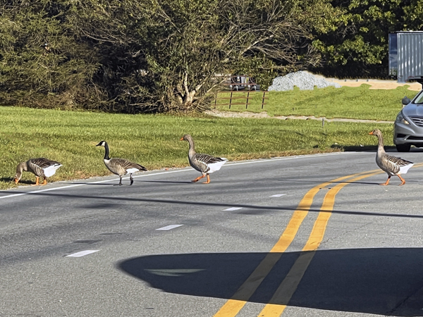 ducks crossing the road
