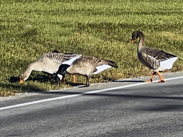 ducks crossing the road