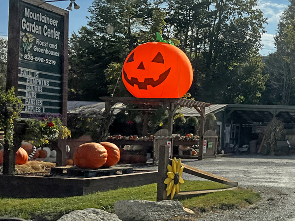  a big pumpkin