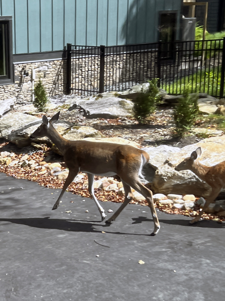 deer