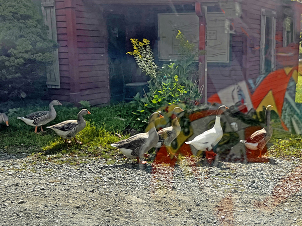 geese