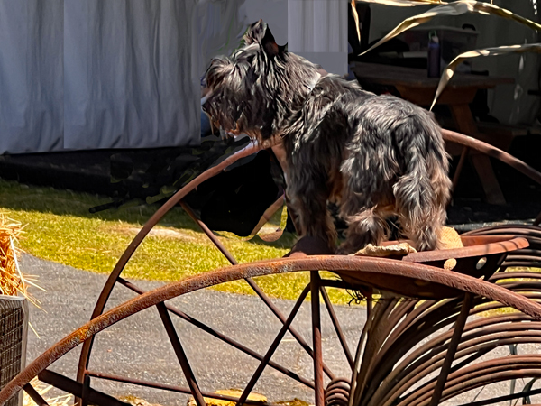 toto the dog