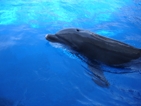 dolphin at Miami Seaquarium