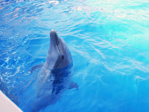 dolphin at Miami Seaquarium