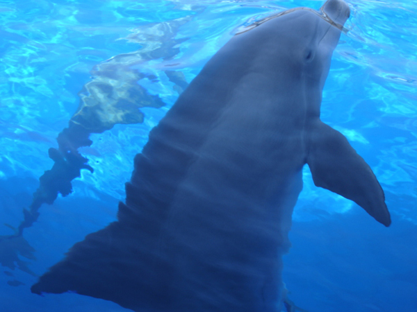 dolphin at Miami Seaquarium