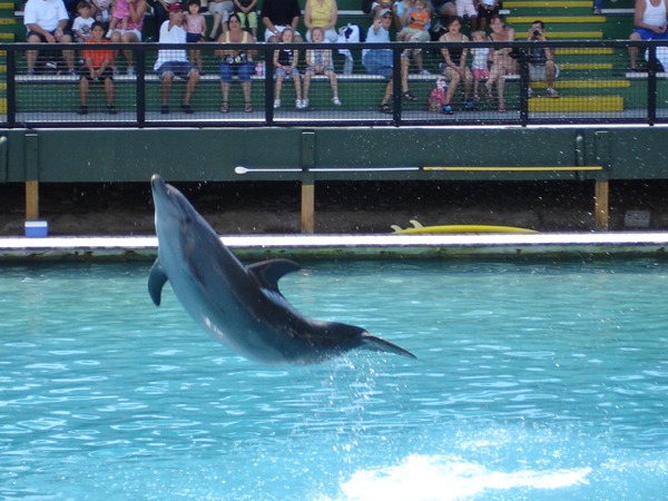 The dolphin show
