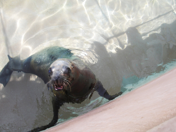 seal barked at the audience