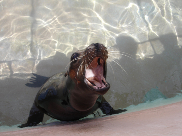seal barked at the audience